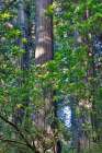 USA, California. Del Norte Redwoods State Park springtime with redwoods and rhododendrons Art Print